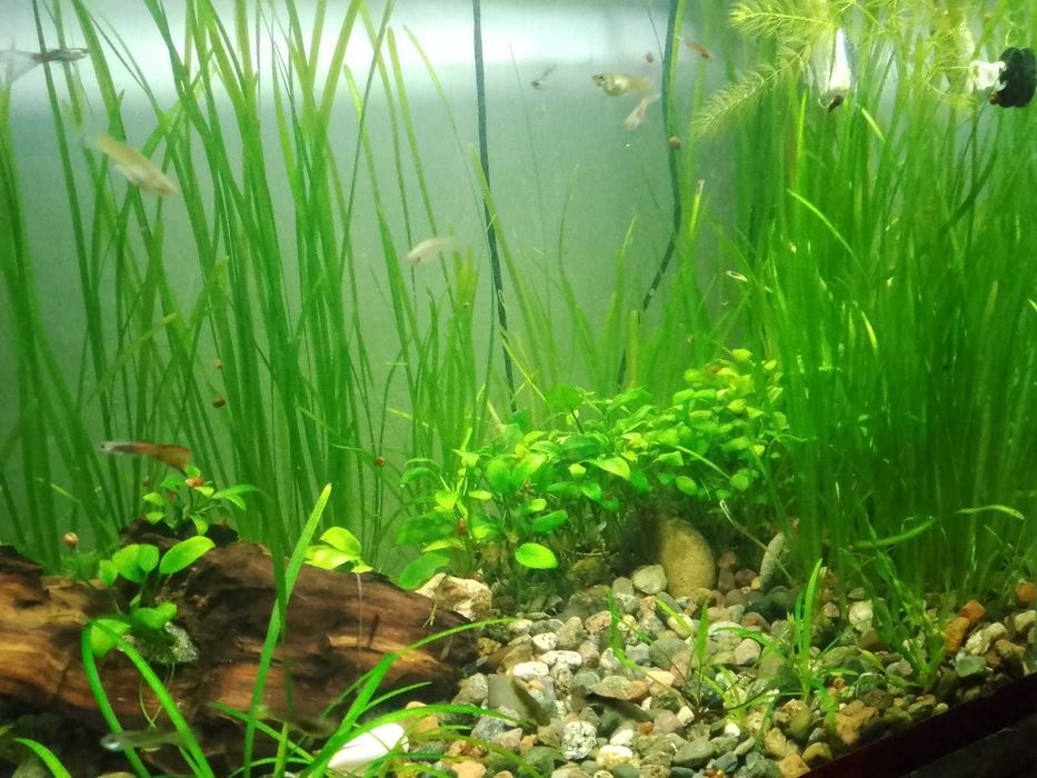 Аквариумные растения