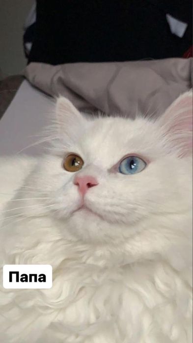 Продам породистых котят,турецкая ангора.