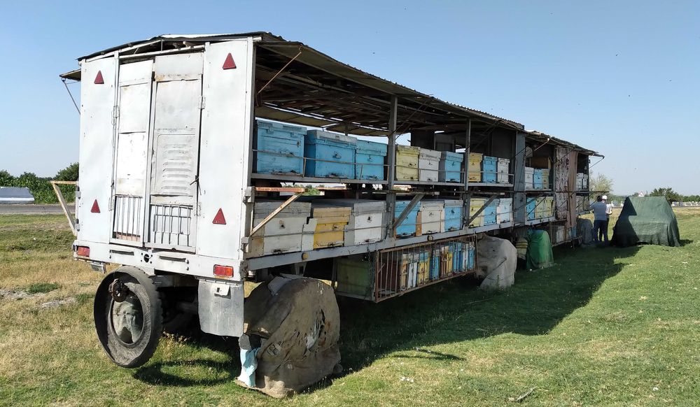 Пчелиный павильон