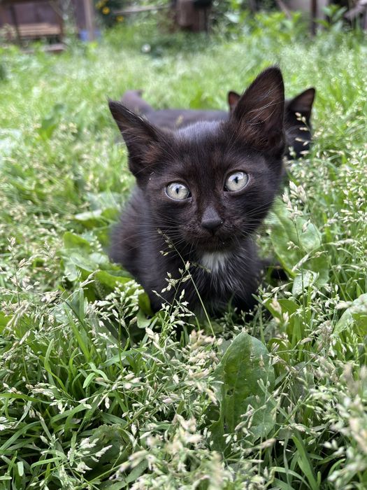 котята | кошки | 3 месяца