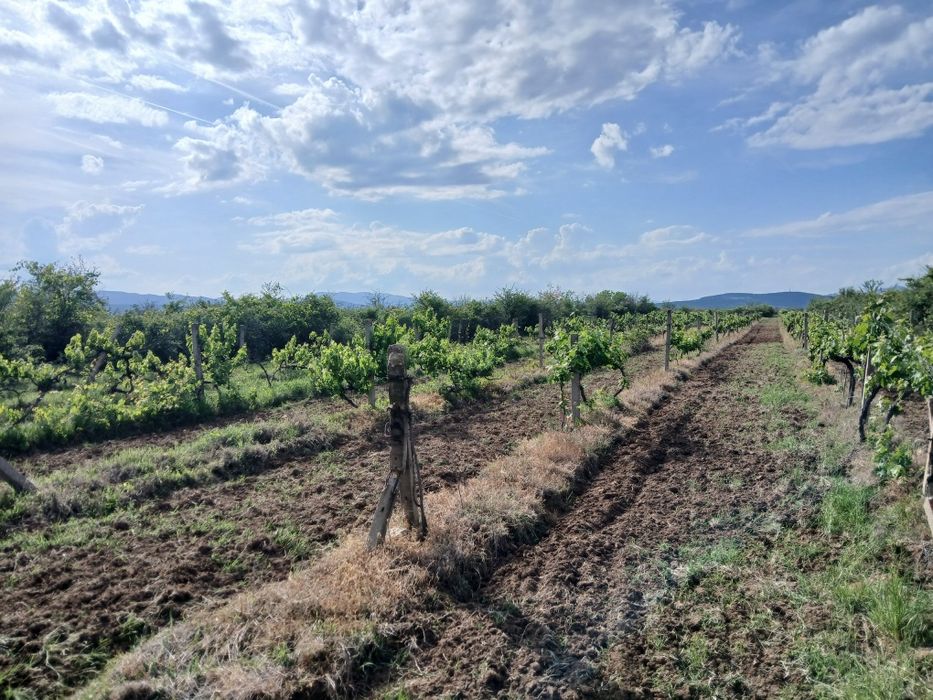 Продава се Земеделски имот в с. Карабунар, Област Пазарджик -  кв.м за 2 €/дка - Снимка #5