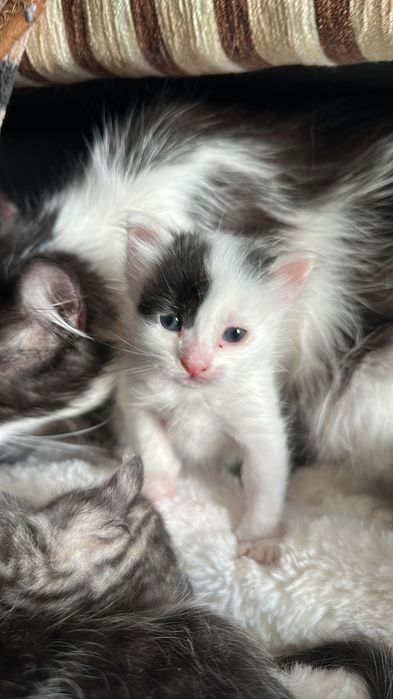 Домашно Котенце с Доставка