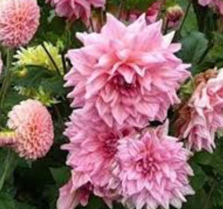 Продам георгины клубни