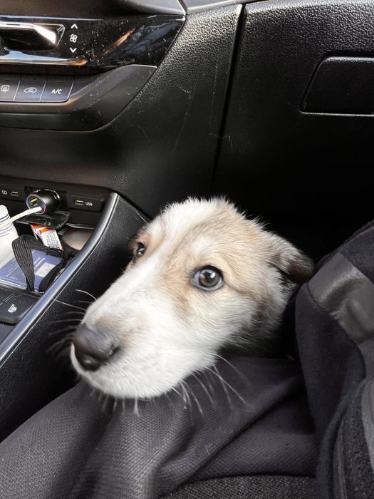 Щенок нашли по трассе