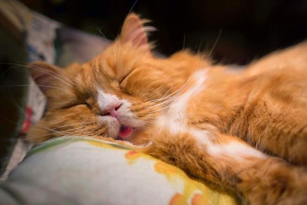Передержка кошки  котика