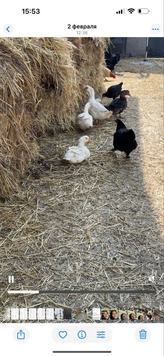 Продам уток пекинок