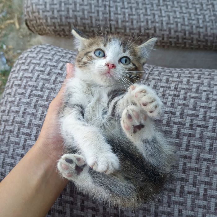 Одам котята бесплатно есть доставка