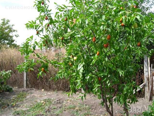 Хинап сорт „Ли“ (Li)
ГИГАНСКИ 
В плододаваща възраст !!!