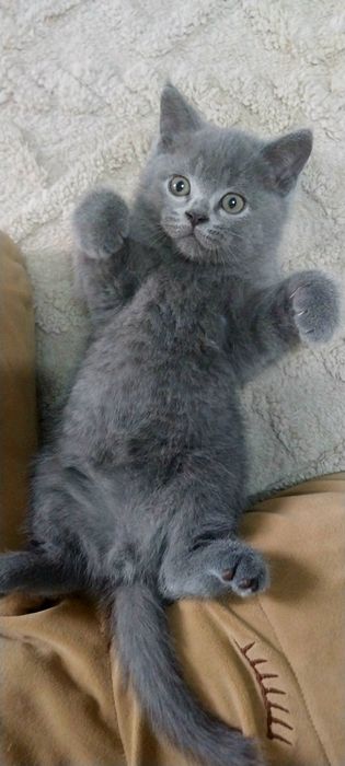 Британский  Котёнок Мальчик