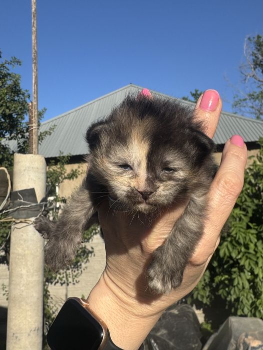 Котята сфинкс + сиамские