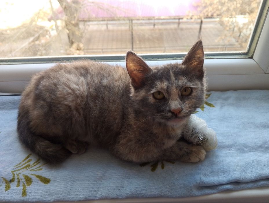 Пристраивается кошечка.