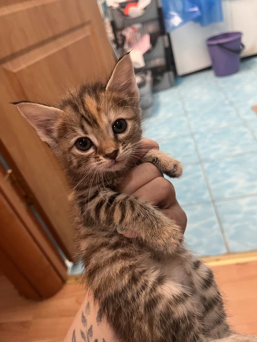 Маленькие котята 1,5 месяца