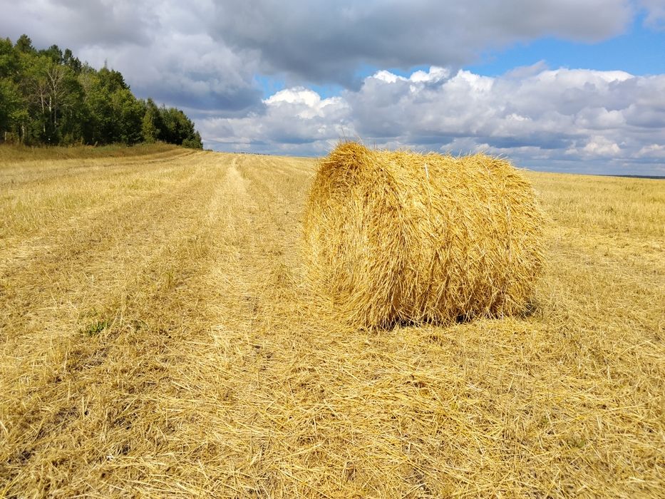 Продам ячьменую солому