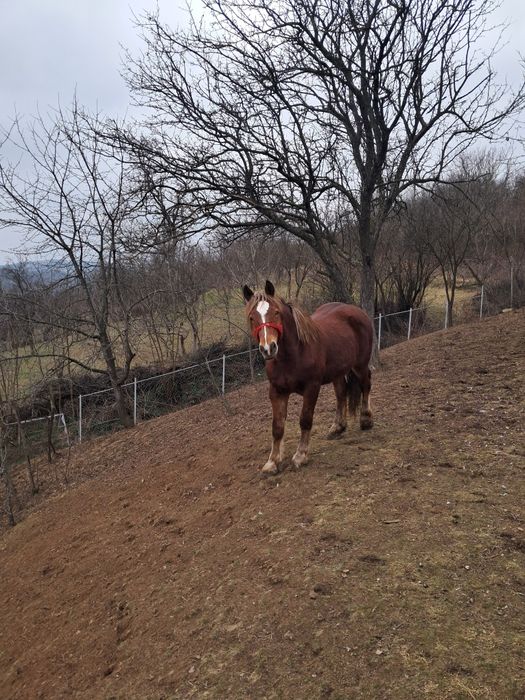 Vand manz in mai face doi ani