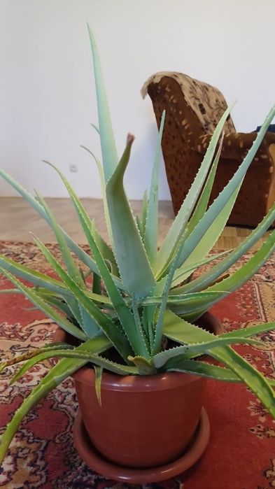 Алое вера Цветок