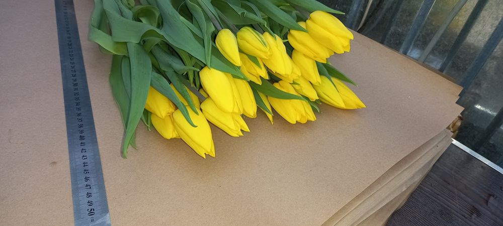 Тюльпаны на Восточке !!!