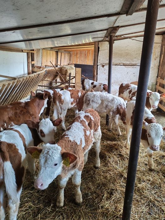 Vând viței bălțați