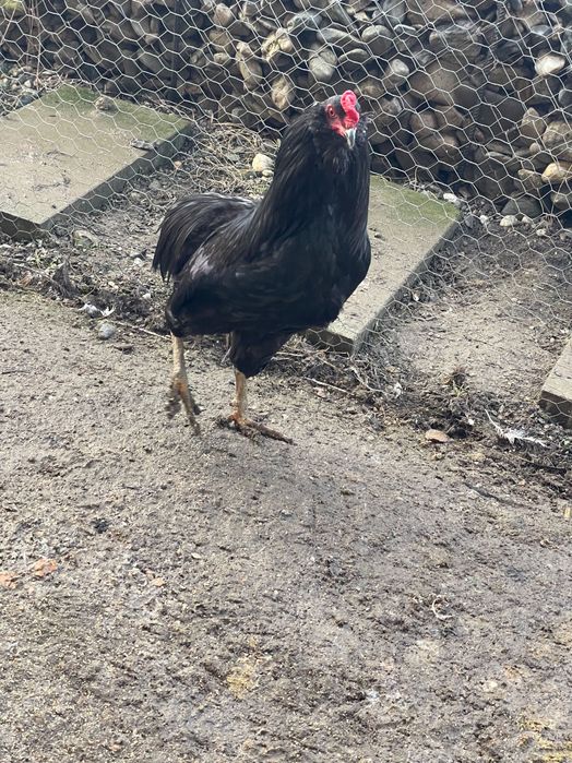 Cocos Araucana negru complet, 10 luni