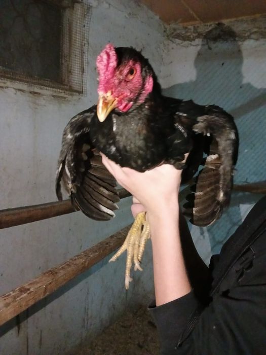 Продажа пара бойцовский петухов