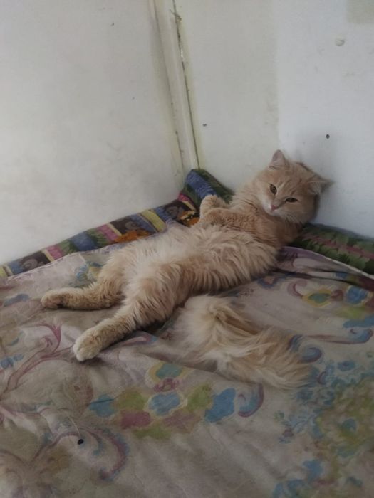 Потерялся кот по кличке симба