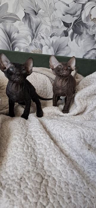 Канадский сфинкс котодетки