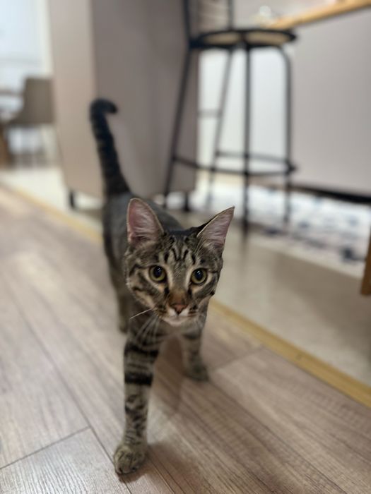 Продам кота в хорошие руки