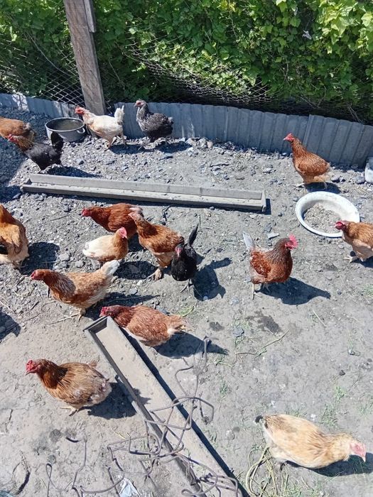 Продам курей ,несушки