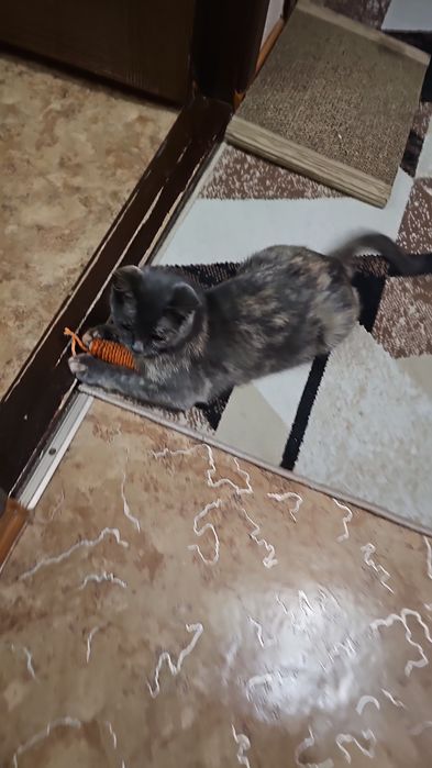 Стерилизованная кошка