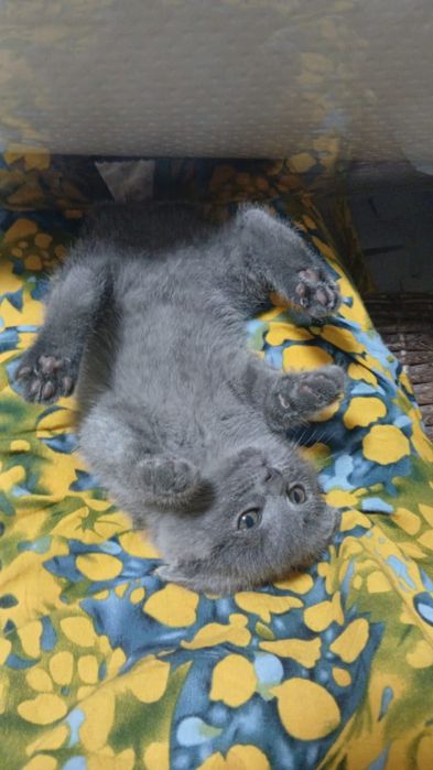 Продам британку котенок
