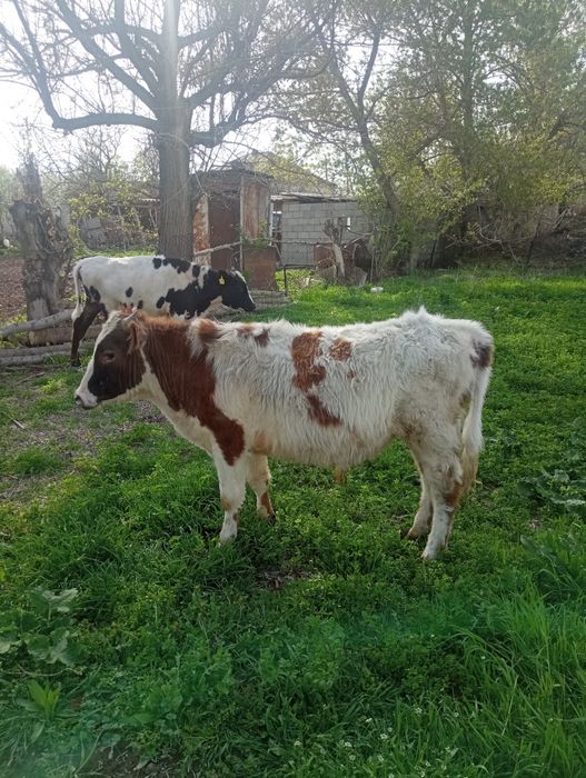 Екі бұха сатылады