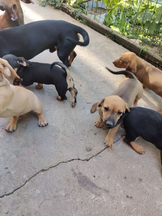 Donez căței de rasă tekeli