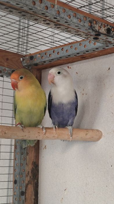 Неразлучник parblue apaline