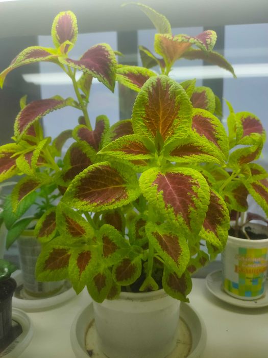 Колеус комнатный цветок