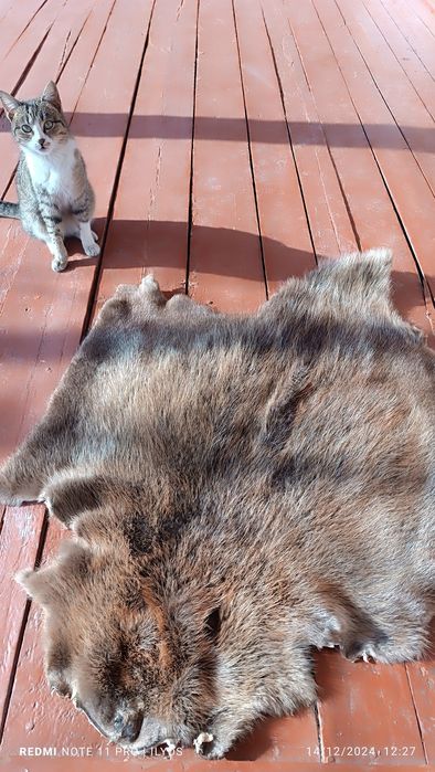 Norka toza chuda chiroyli holata