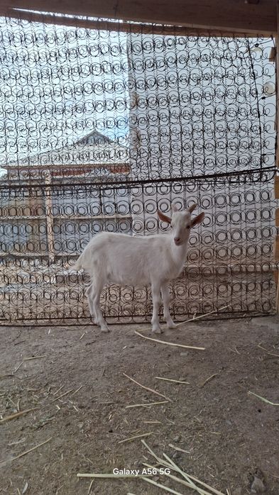 3 лақ және туша сатылады