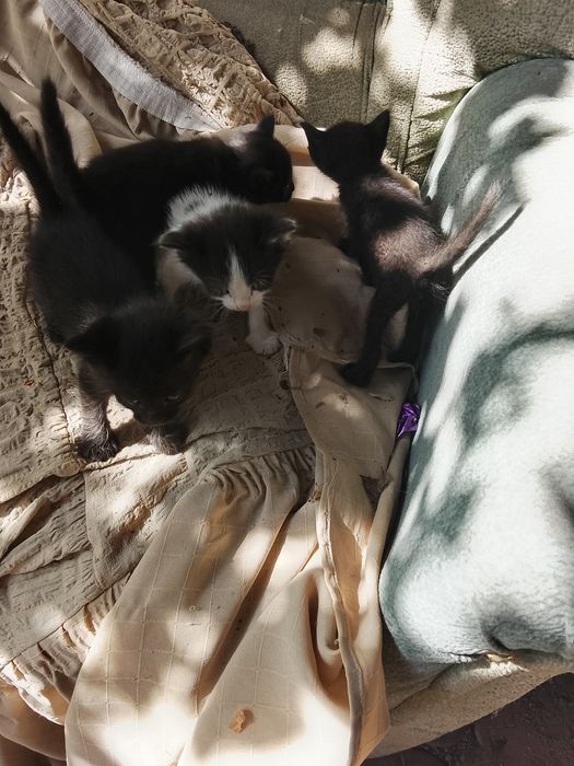 Отдам котят бесплатно