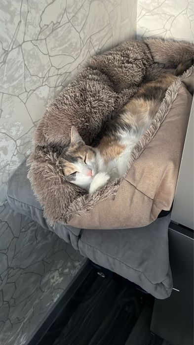 Отдам кошку в добрые руки