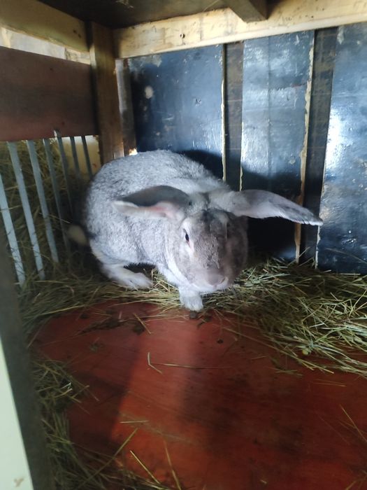 Продам крола или обмен