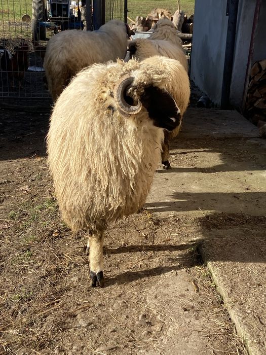 Berbecut brez de anul acesta / oi / miei / berbec schimb cu cereale