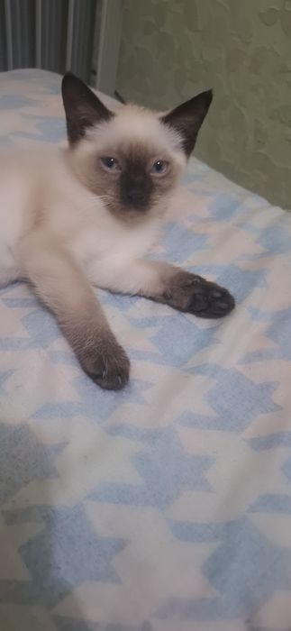 Сиямский мушукчалар сотилади