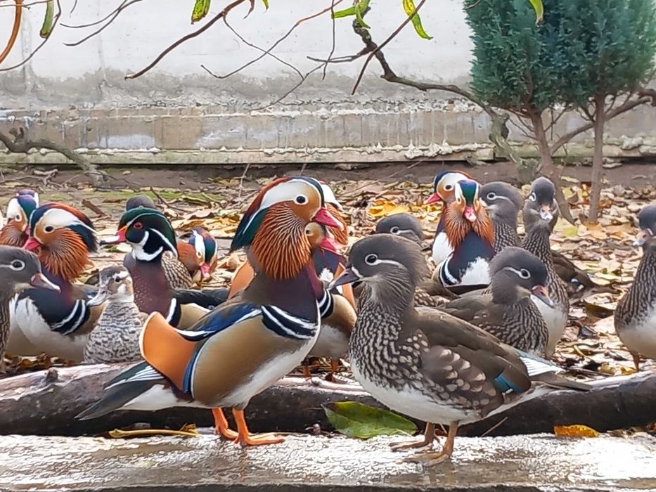 Rate Mandarin, Carolina, Micul Atlantic