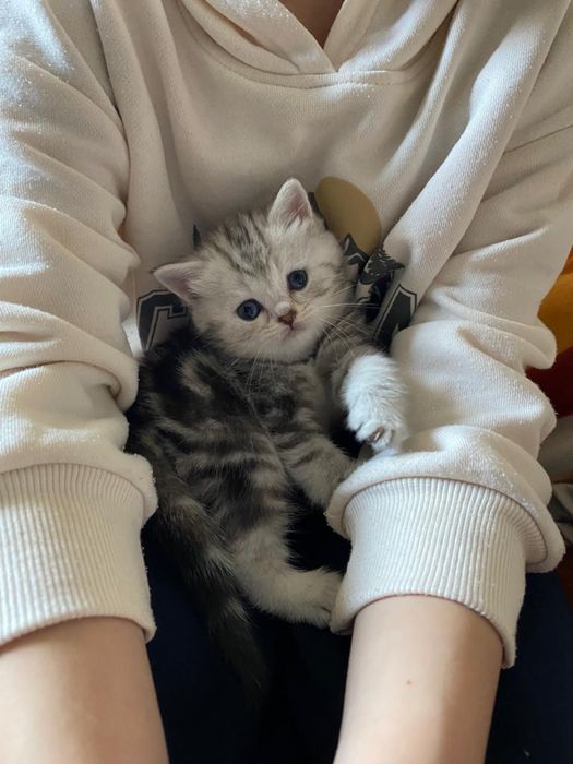 Продам шотландских котят