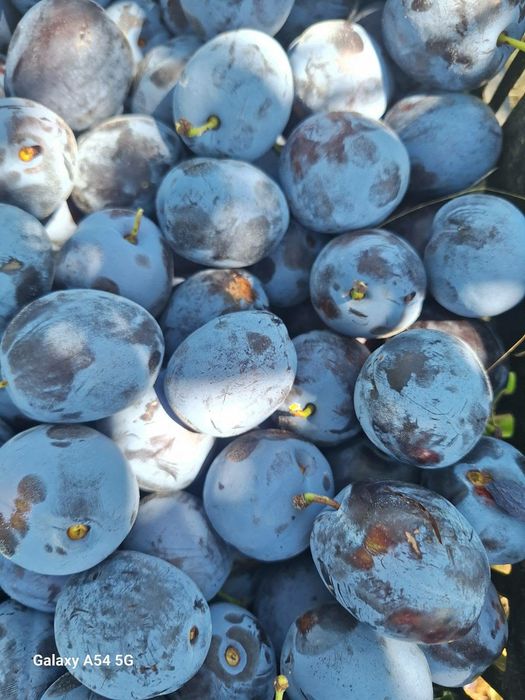 Vand prune de țuica din livada proprie