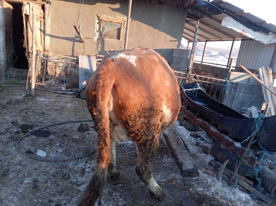 Vaca de vânzare gestanta