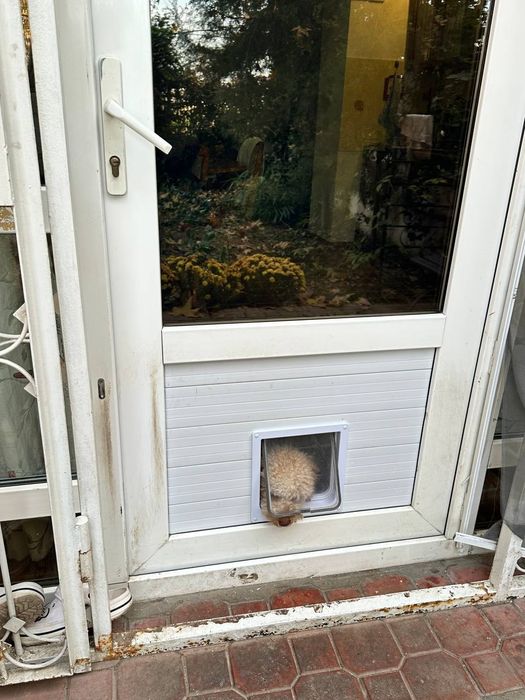 дверца окошко проход дверка вход люк в стену в дверь для кошек собак