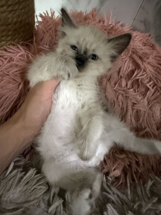 Отдам котят. Мама сфинкс. Папа британец