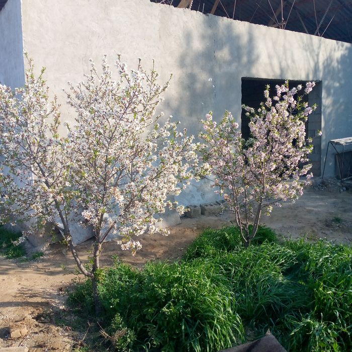 Hovli sotiladi 5 sotix 3 xonali uy