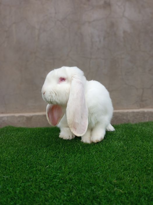 Кролик Французский баран