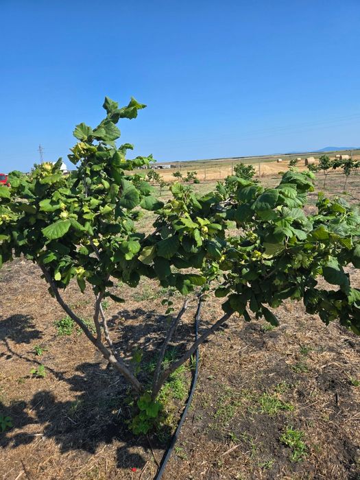 Лешникова градина под наем