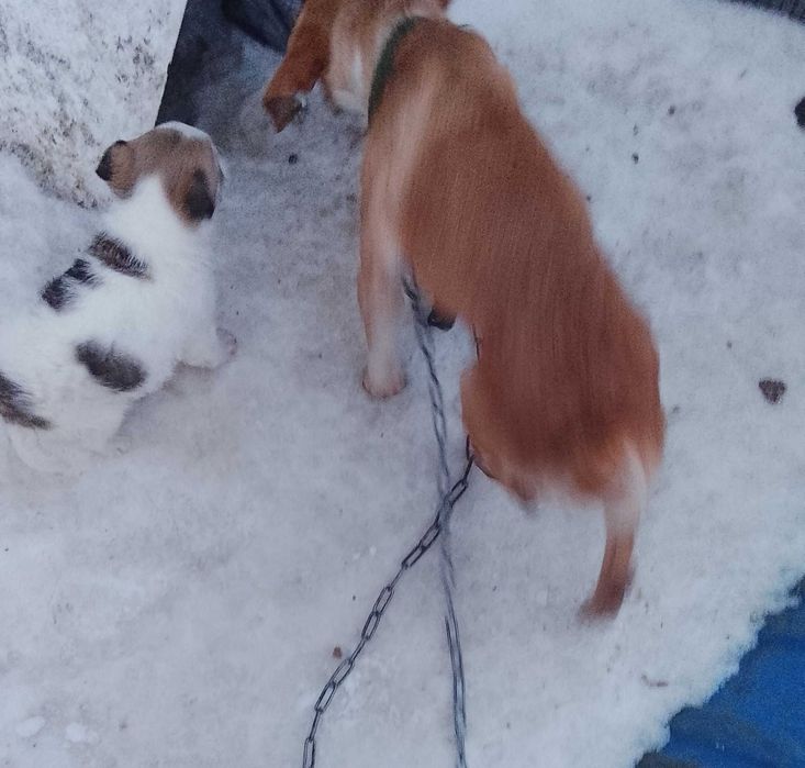 Отдам щенка девочка